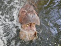 Ã Â¹â¡Hippo open mouth Royalty Free Stock Photo